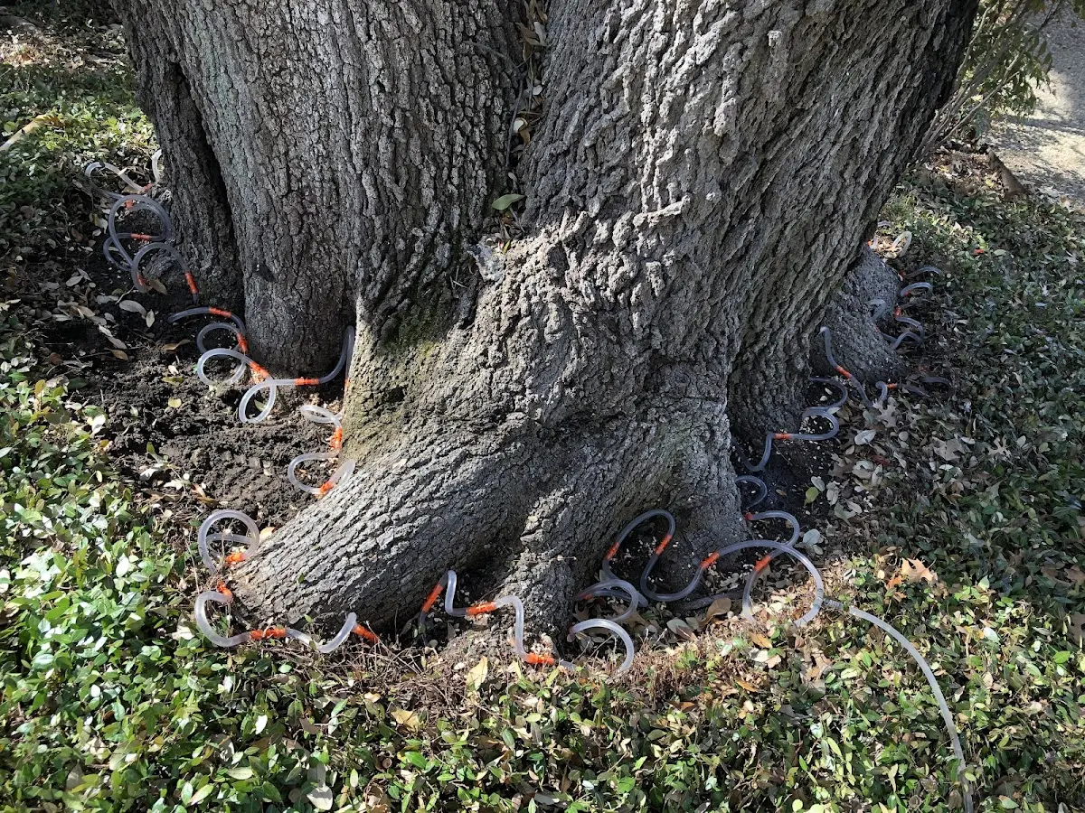 Detailed Tree Cabling and Bracing job site in Tuppers Plains