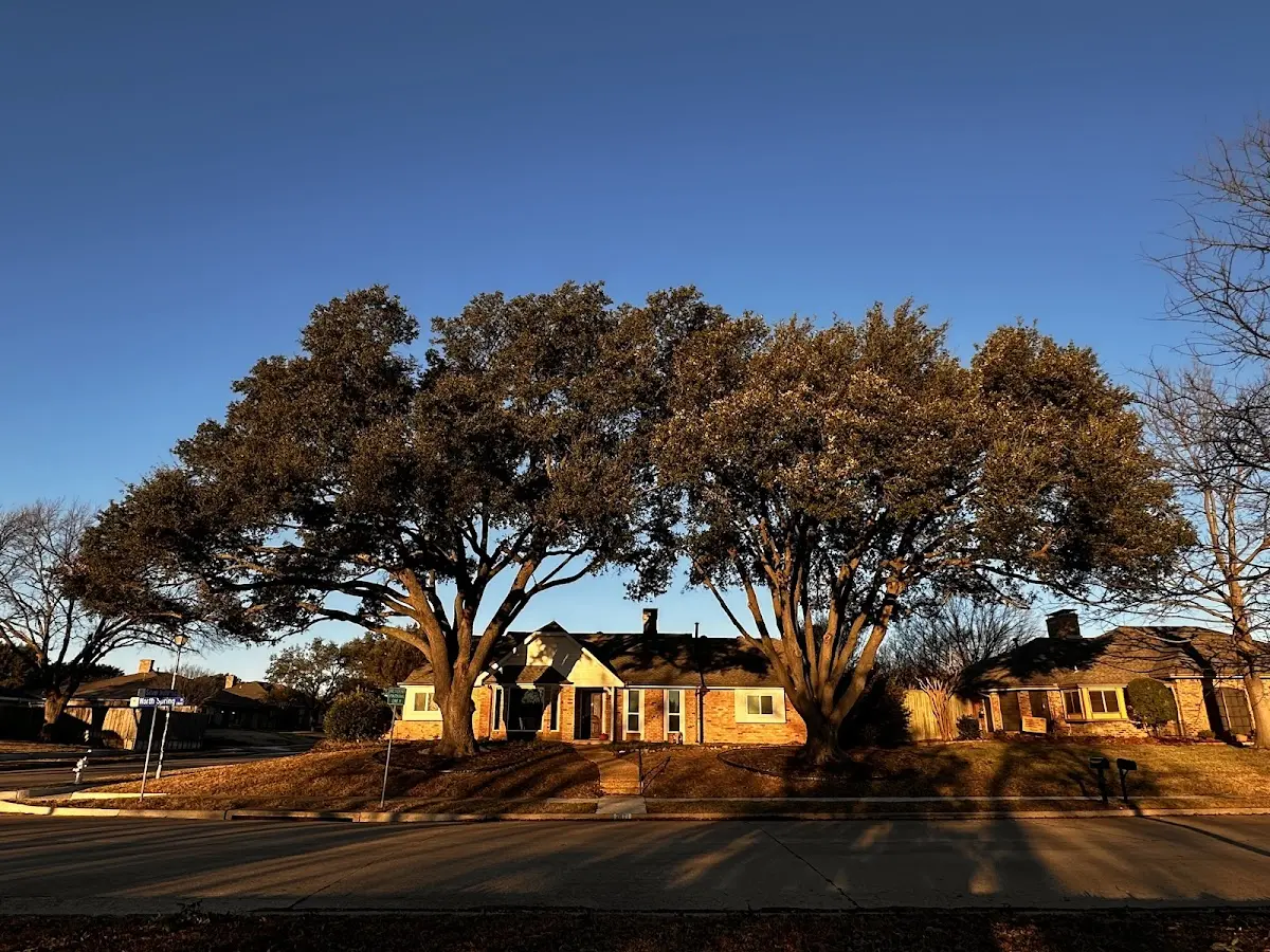Established residential canopy tree shading a home in Tuppers Plains